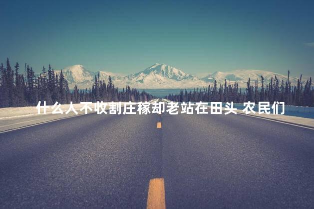 什么人不收割庄稼却老站在田头 农民们正忙着收割庄稼